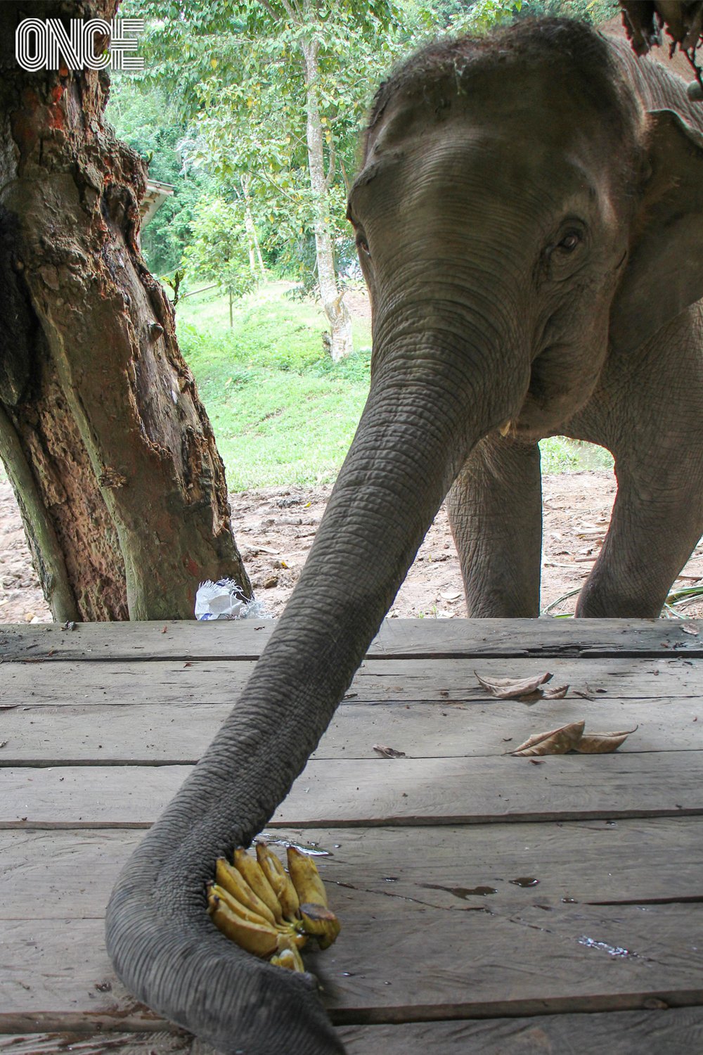 ช้างกินกล้วย